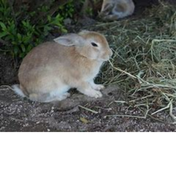 Island of the Bunny