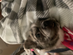 ~puppyFan~