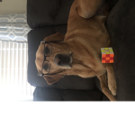 The babycdog1 fan group