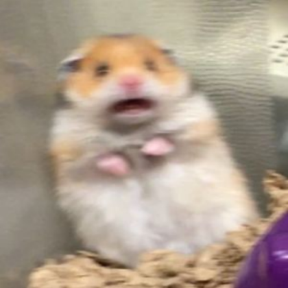 Hamster-MEME Roblox decal
