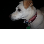 The MLG DOGES!