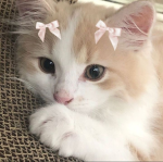 ecat