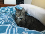 cats r cooI