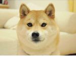 The Doggo Empire ( T D E )