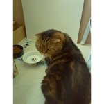 Love Cats ? Join this Group