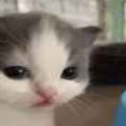 cat Roblox decal