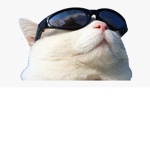 oh meow group
