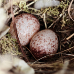 Eggy Bird