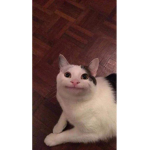 Official Cat Community
