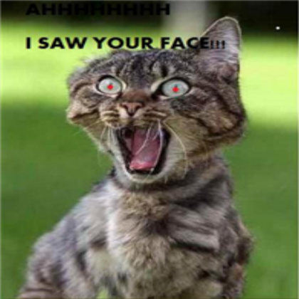 funny cat Roblox decal