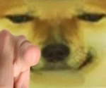 KingDoge's Doge Army