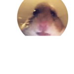 Join hamster