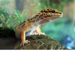 leopard geckos for life