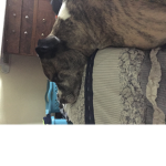 Babbygirl_dog