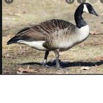The Goose Gang of Roblox