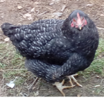 Hen team