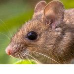 Cavemice Clan