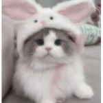 - ‘’ ,, Cutie’s Apparel!! ,, ‘’ -