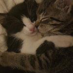 kawaiikittykat