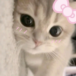 Yummy cat