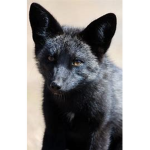 Solor foxes :3
