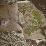 º Fairies º