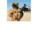 the military rats