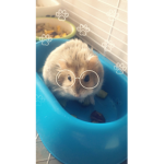 Hamster friends (me and me only)