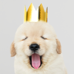 Official puppy Clan
