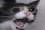 Cat Homestore
