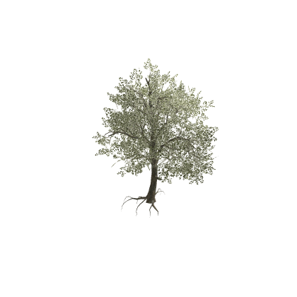 realistic tree mesh