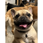 -Dog #######