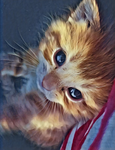 Mimi’s Epic Kittens