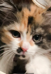 KittenGaming1515YT