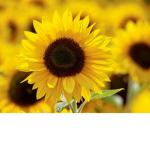 Sunflowerx..Squad