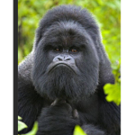 Funni Monke Gang