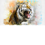 Tiger a Rise