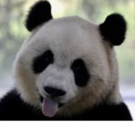 Sergio pandas
