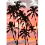 peachy palms