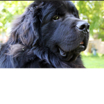 Newfies Fan Club