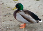 Duckial horrors