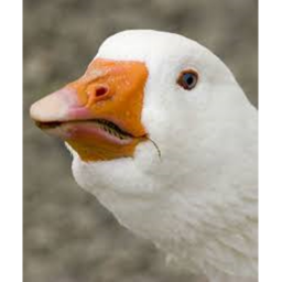 The goose chase