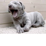 Project puppy !!!!!
