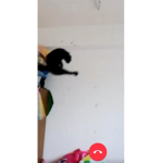 Black flying cat group