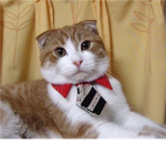 i love cats group