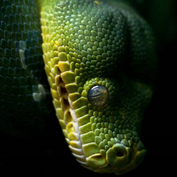 Meeting Place For Reptile Society!