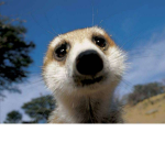 =MandioKaPy=