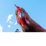 BACONS WILL RISE TO THE SKIES