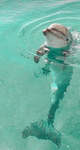 Dolphin_1