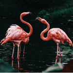 -- TROPICAL --